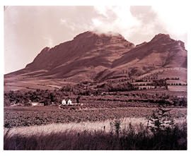 Paarl district, 1950. Fruit farm at Groot Drakenstein