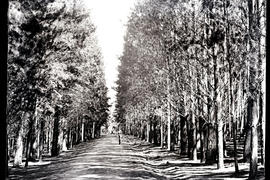 Cape Town. Tree-lined road leading to Tokai forestry school.