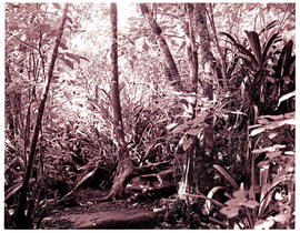 "Graskop district, 1975. Rain forest."
