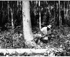 Barberton district, 1954. Felling trees in timber plantation.