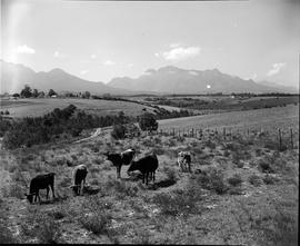 George district, 1952. Cattle in field.