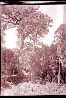 "Knysna district, 1936. Giant yellowwood tree."