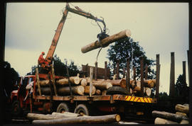 
Loading timber logs on SAR truck.
