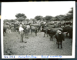 "Kimberley district, 1956. Cattle."