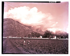 Paarl district, 1967. Vineyards with farmstead in the distance.