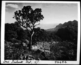 Louis Trichardt district, 1946. Tree and the Soutpansberg.