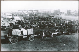 Many ox wagons with inspanned oxen on market square.