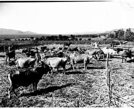 Kaapmuiden, 1954. Jersey herd.