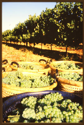 Baskets of grapes at vineyard.