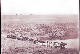 Drakensberg. Ox wagon with 16 oxen crossing a drift near Mont-Aux-Sources.