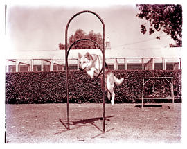 "Kimberley, 1964. De Beers dog training centre."