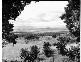 Barberton, 1953. View over valley.