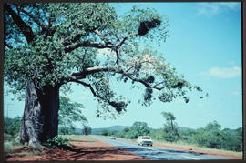 
Baobab tree next to road.
