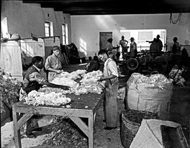 Graaff-Reinet district, 1950. Sorting wool.