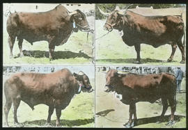 Afrikander cattle.