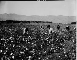 Barberton district, 1954. Cotton field at agricultural research station.