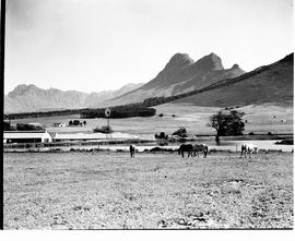 Paarl district, 1945. Horses on field with Paarl Rock in the distance.