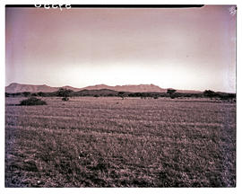 Karasburg district, South-West Africa, 1952. Veld.
