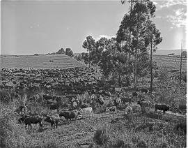 Barberton district, 1954. Cattle ranch.