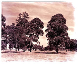 Springs, 1953. Geduld golf course.