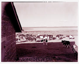 Kimberley district, 1942. Cows at dairy farm.