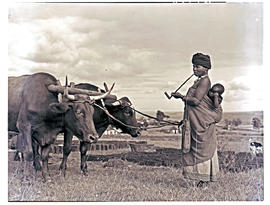 Transkei, 1952. Xhosa woman ploughing with oxen.