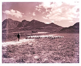 Paarl district, 1952. Herder with flock of sheep.