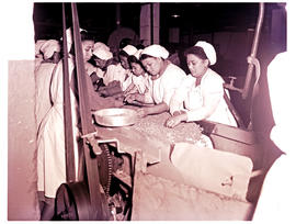 Paarl, 1952. Interior of canning factory, sorting peas.