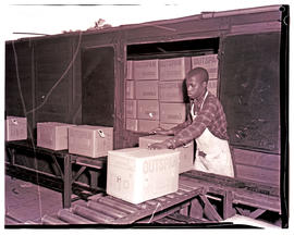 "Nelspruit district, 1967. Loading oranges into railway wagon."