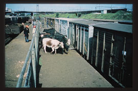 
Cattle being loaded into livestock wagons.
