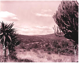 Tzaneen district, 1971.     Aloes with valley in the distance.