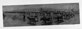 Circa 1891. Boiler transported by ox wagon with 64 oxen from Pietermaritzburg to Johannesburg.