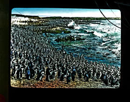 Cape Province. Penguins.