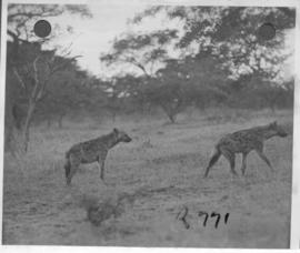 Kruger National Park, 27 March 1947. Hyenas.