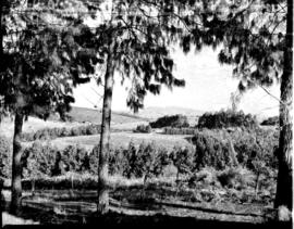 Tzaneen district, 1952. Magoebaskloof, view into valley.