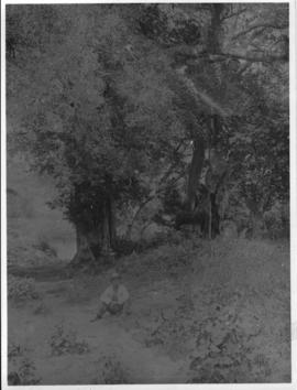 Circa 1902. Construction Durban - Mtubatuba: Wild fig trees on the Tugela River. (Album on Zulula...