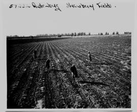 Rustenburg district, 1950. Working on strawberry fields.