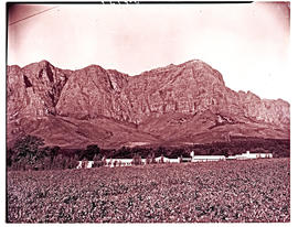 Paarl district, 1949. Vineyards.