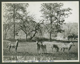 Kruger National Park, 1949. Zebra.