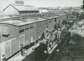 Johannesburg, 1961. Off-loading cattle at Newtown market.