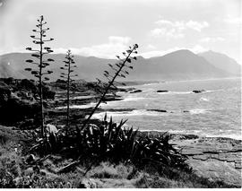 Hermanus, 1955. Coastline.