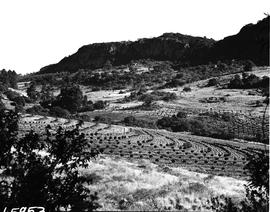 Louis Trichardt district, 1957. Orange orchard.