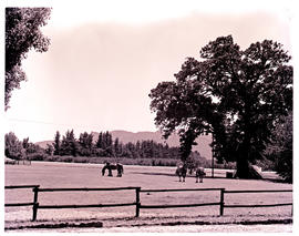 Paarl district, 1964. Horses at Rhone at Groot Drakenstein.