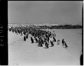 Cape Town, 1946. Penguins at Dassen Island.