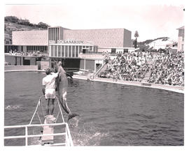 "Port Elizabeth, 1970. Dolphin leaping out of water at oceanarium."