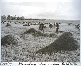 "Bethlehem district, 1963. Harvesting hay."