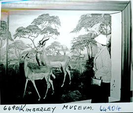 "Kimberley, 1956. Diorama in museum."