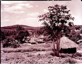 Tzaneen district, 1951. Traditional huts.