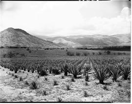 Barberton district, 1953. Sisal plantation.