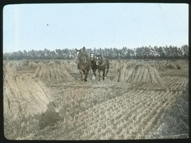 Making hay with three horses.